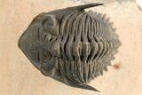 Detailed Metacanthina Trilobite - Lghaft, Morocco #252525-3